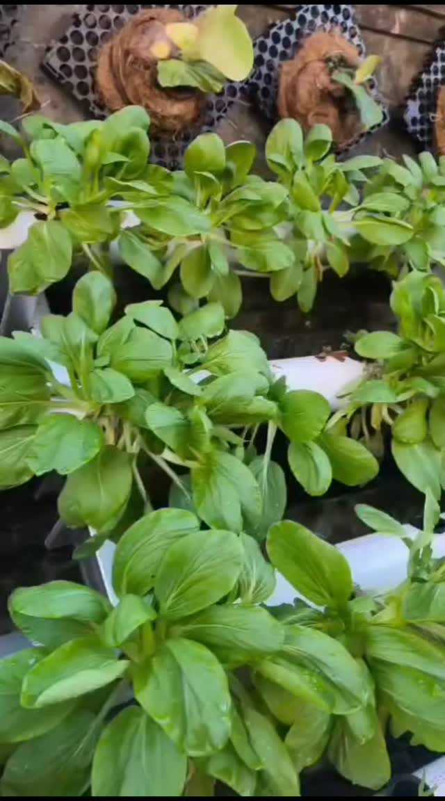 Panen Pokcoy, Panen Pengalaman di Kebun Sekolah
